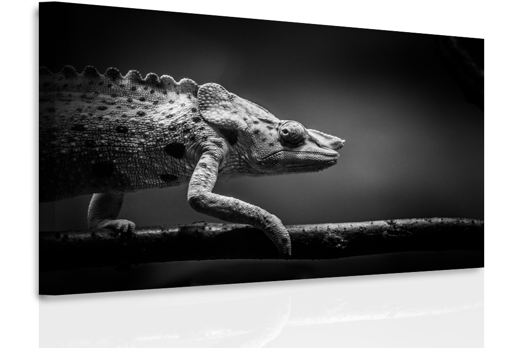 ernobl obraz Chameleon 120x80  cm