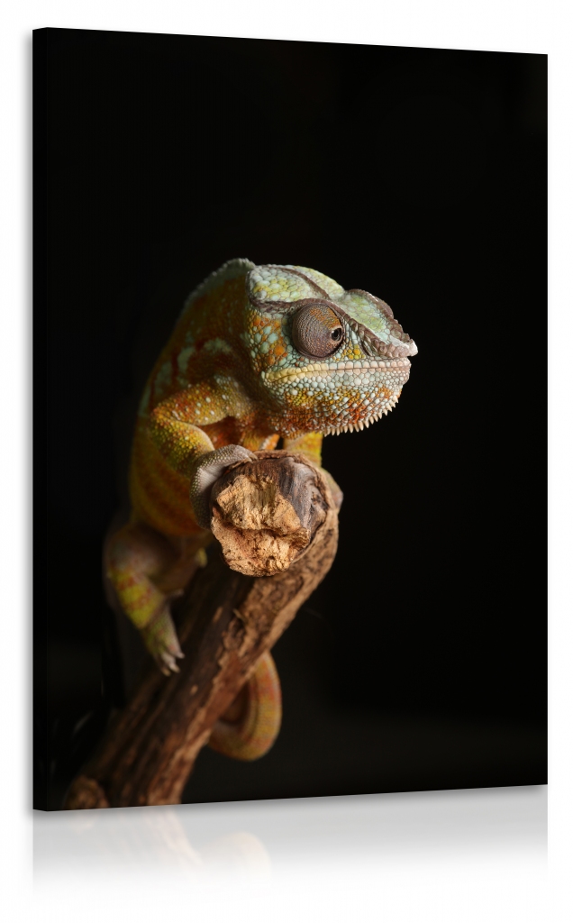 Obraz chameleon II. 50x75  cm