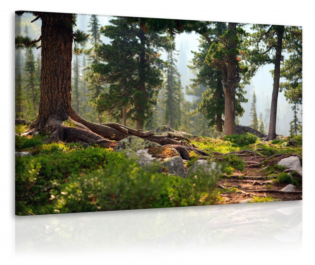 Malvis Obraz lesík 120x80 cm